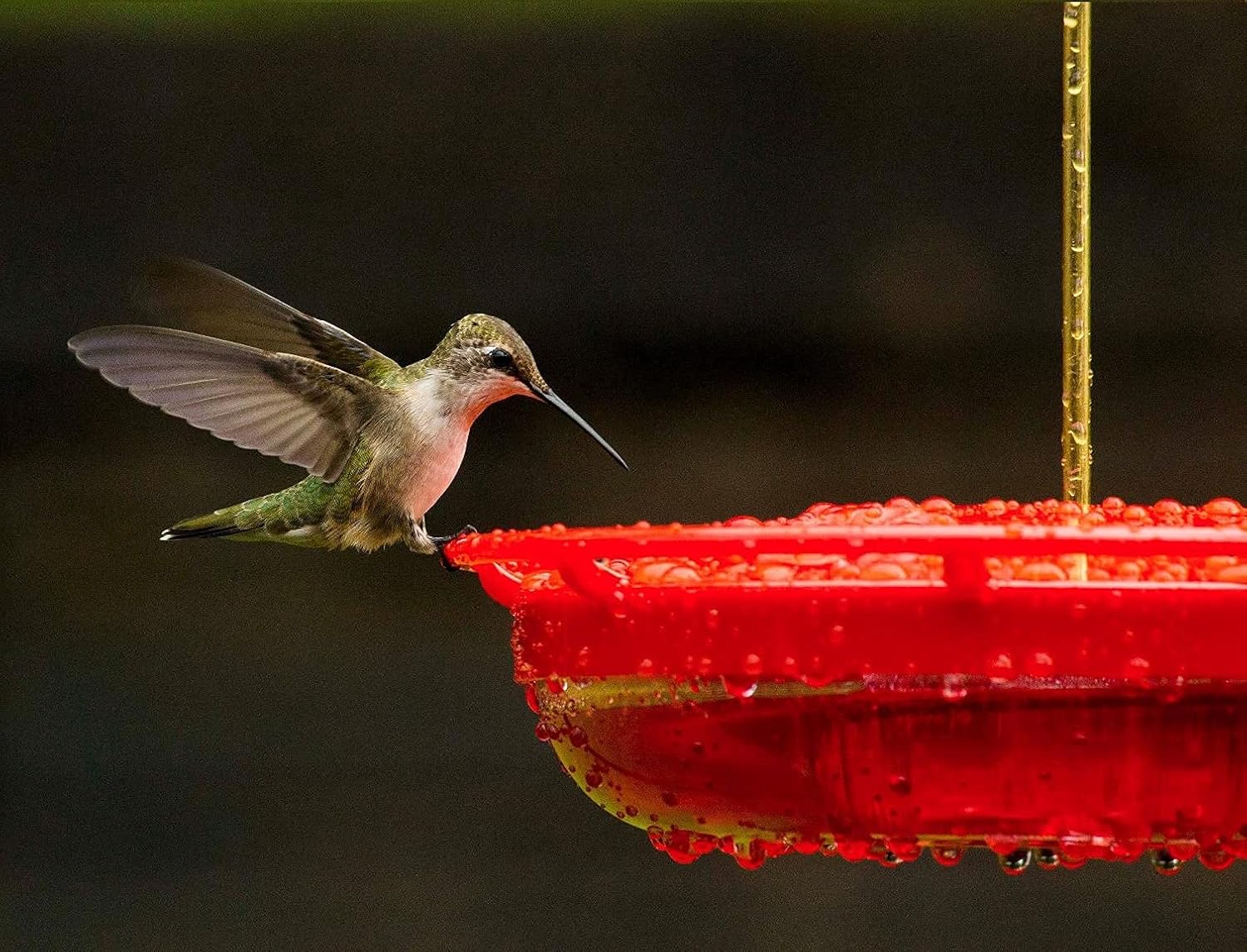 Comedero para colibríes a prueba de abejas con protector de foso de hormigas, comedero rojo para colibríes para colgar al aire libre, sin fugas,