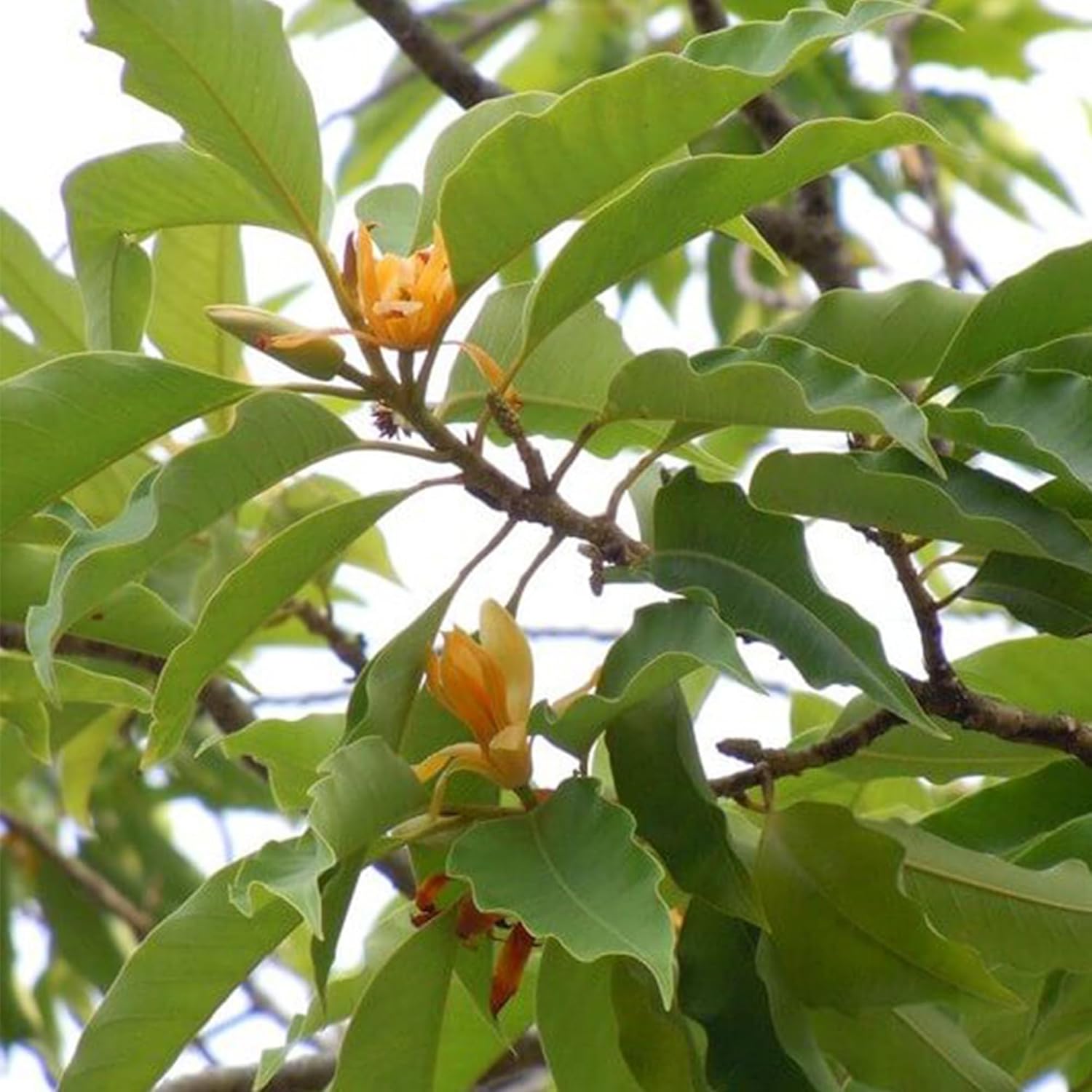 CHUXAY GARDEN Magnolia Champaca Seed 5 Semillas Champak Tree Magnolia Tree Semillas de flores amarillas altamente fragantes para plantar, grandes