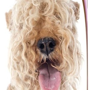 Healthy Breeds – Limpiador de oídos con aloe vera – Formulado por veterinarios para desodorizar, limpiar, secar y acidificar el canal auditivo – Healthy Breeds – Limpiador de oídos con aloe vera – Formulado por veterinarios para desodorizar, limpiar, secar y acidificar el canal auditivo –