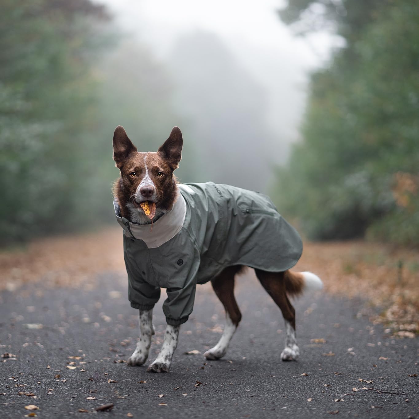 Midnight Forest – Chaqueta impermeable para perro, ligera y ajustable, impermeable para perros medianos  Chaqueta impermeable para perros medianos