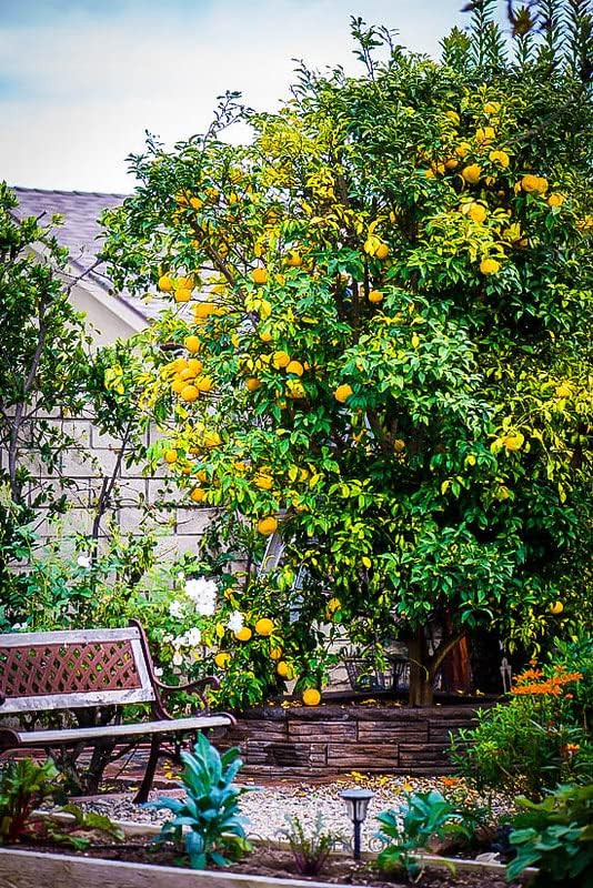 Mezcla de tierra de árbol de cítricos de Gardenera, la mezcla perfecta de fórmula de drenaje rápido, nutrientes esenciales para árboles de cítricos