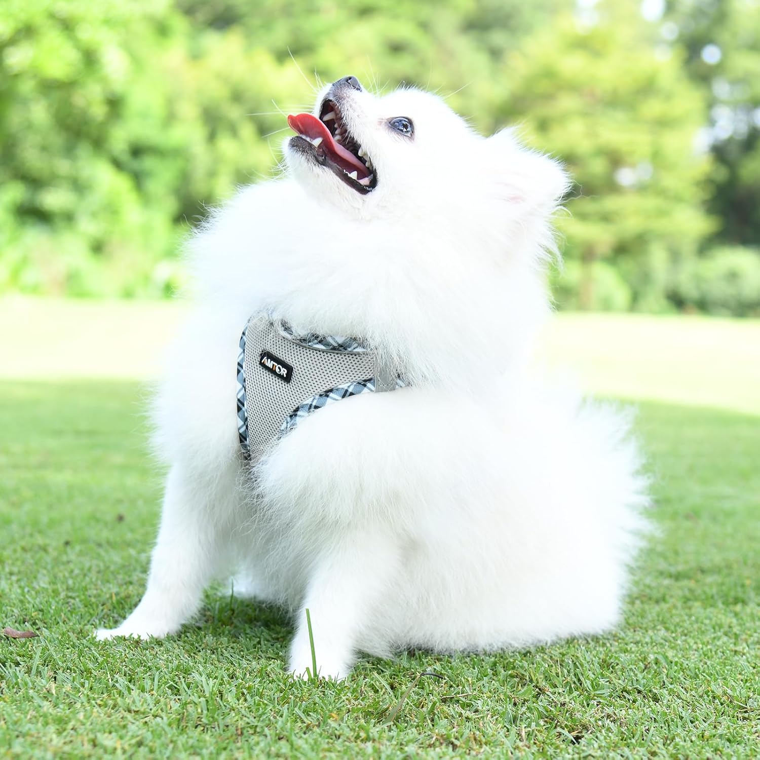 AMTOR Arnés para perro con correa, arnés reflectante ajustable sin tirones para cachorros con chaleco acolchado para perros y gatos
