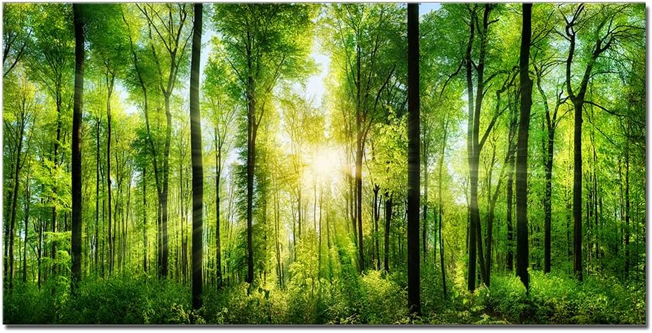 Lienzo impreso para pared, decoración del hogar, amanecer por la mañana, árboles verdes, paisaje, sol sobre bosque, imagen realismo, rústico,