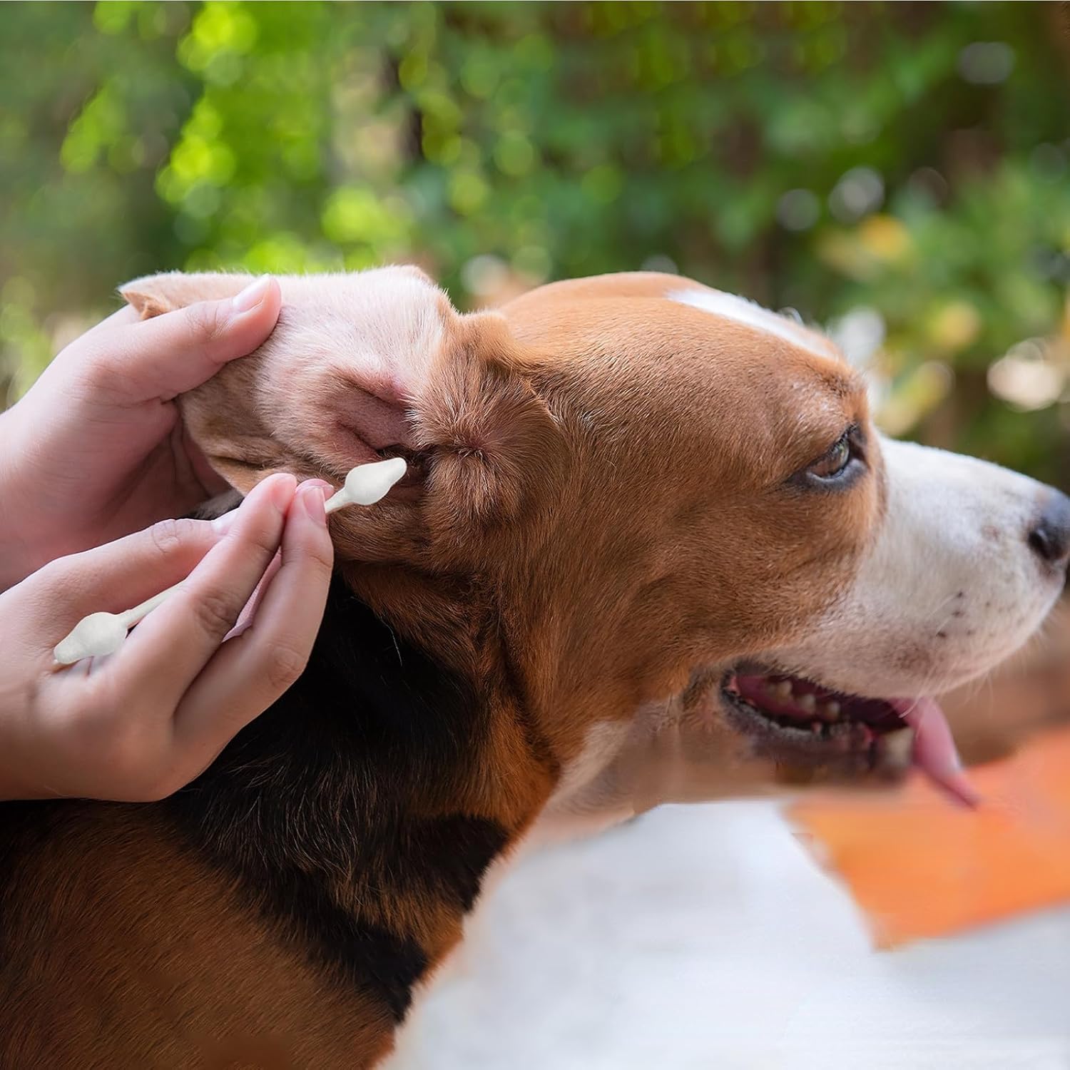 Avont Hisopos de algodón para limpieza de orejas de perro, Qtips para mascotas, cuidado de oídos de doble cara grandes Q-Tips para perros y gatos, L