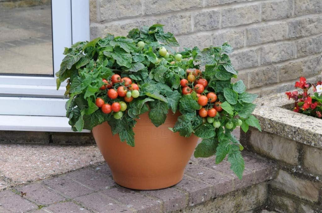 KIRA SEEDS – Tomate rojo de interior – Planta durante todo el año – Vegetales tradicionales – Sin OMG