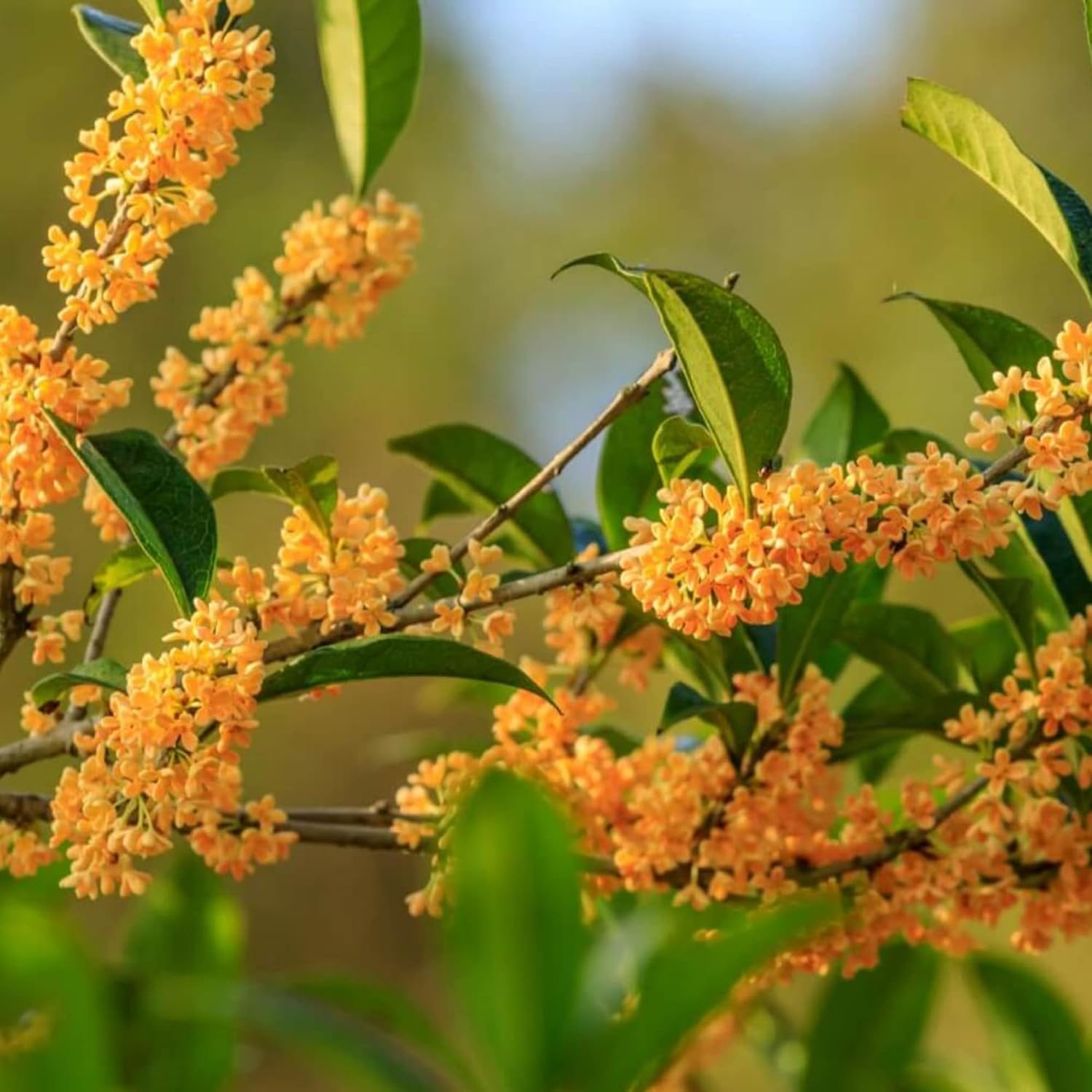 YEGAOL Garden – Semillas dulces de Osmanthus Fragrans, tolerantes a la sequía, plantas aromáticas para jardines y paisajes al aire libre, 15 piezas