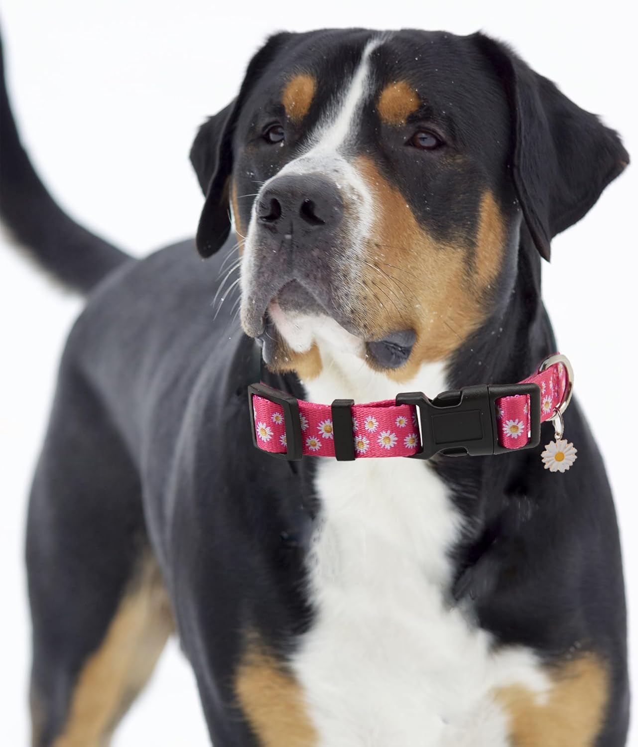 Lindo collar de perro para perros pequeños, collar de perro pequeño para hembras y machos, collares de perros niños y niñas, collar de perro de