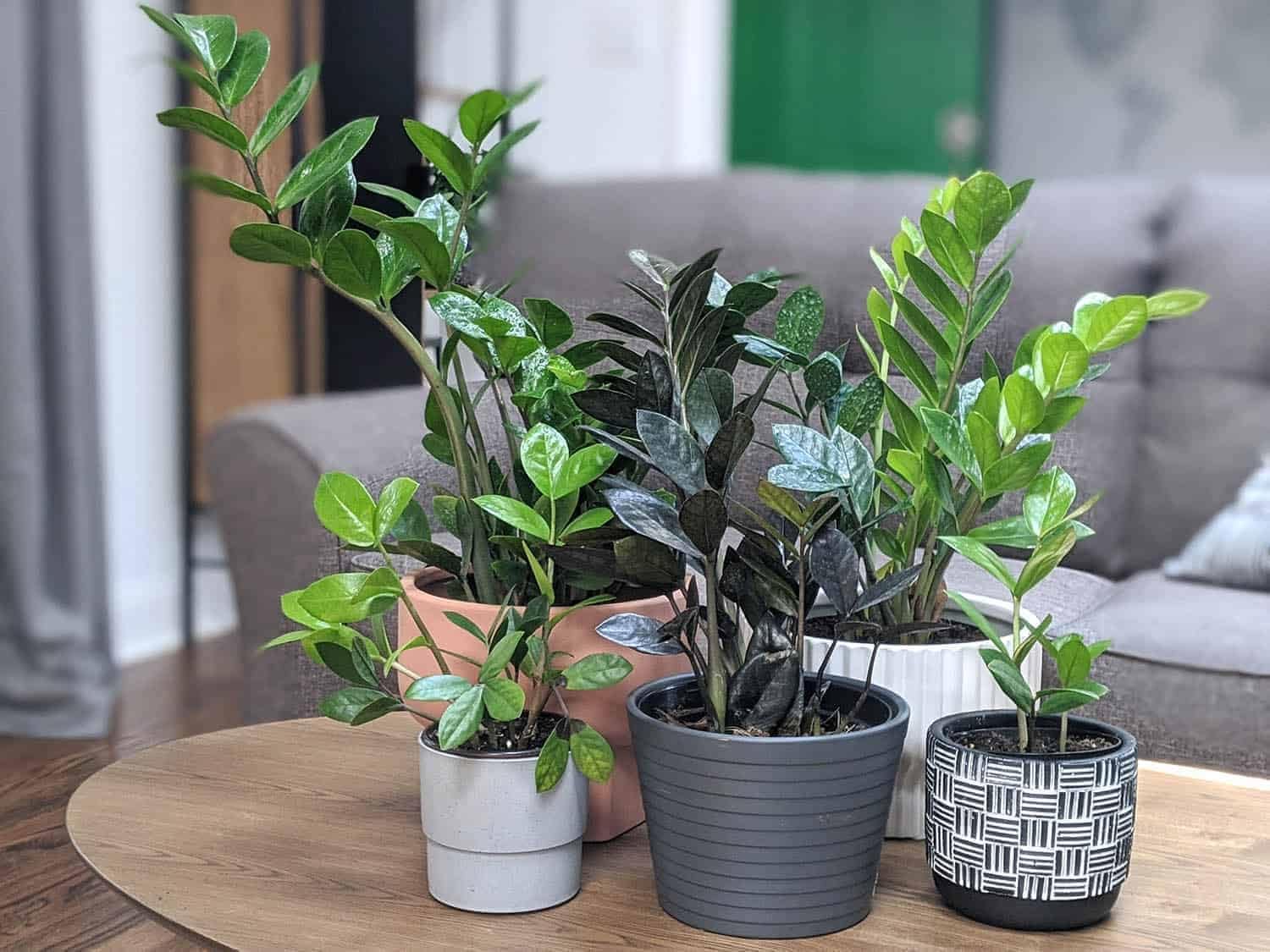Eleva tus plantas ZZ con la mezcla orgánica de tierra de Gardenera – Cultiva más saludable y más elegancia – 1 cuarto de galón