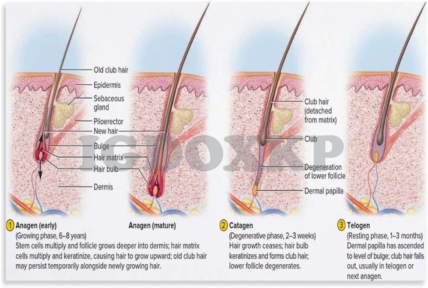 MAXCBD Póster de diagrama de estructura capilar de folículo piloso, póster científico del ciclo de crecimiento del cabello, póster de conocimiento