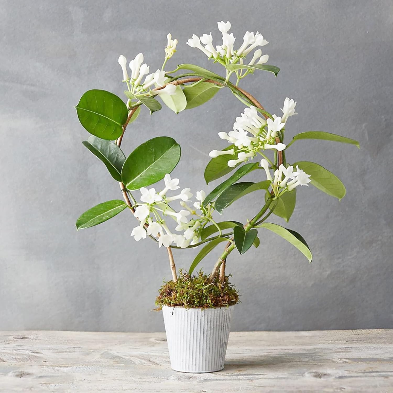 YEGAOL Garden – Semillas de Floribunda de Stephanotis de Madagascar, jazmín de hoja perenne, flores de hoja perenne, sin OMG, enrejados, bordes de
