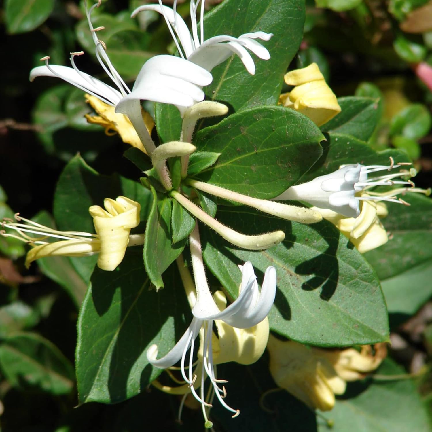 YEGAOL Garden – Semillas de madreselva de arbusto enano Diervilla Lonicera pequeñas, de hoja caduca, atraen abejas y mariposas tolerantes a la
