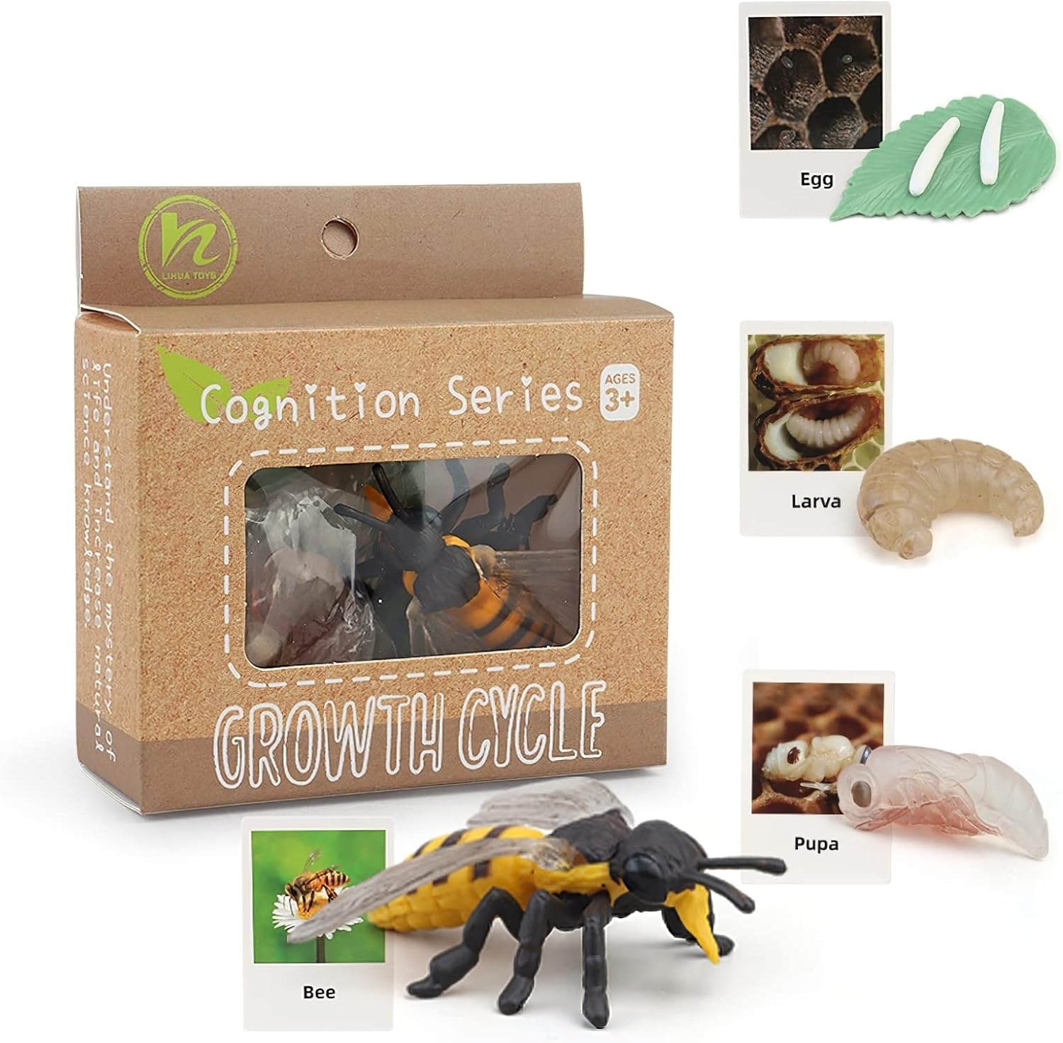 Ciclo de vida de abeja Montessori con tarjetas flash, figuras de animales realistas, juego educativo de animales a juego para niños pequeños de 3