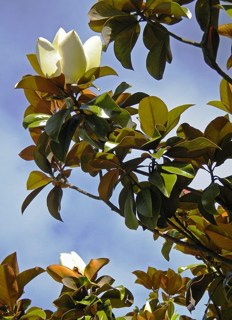 Southern Magnolia Grandiflora  10 árboles vivos  Hermosas flores fragantes de plantas de hoja perenne