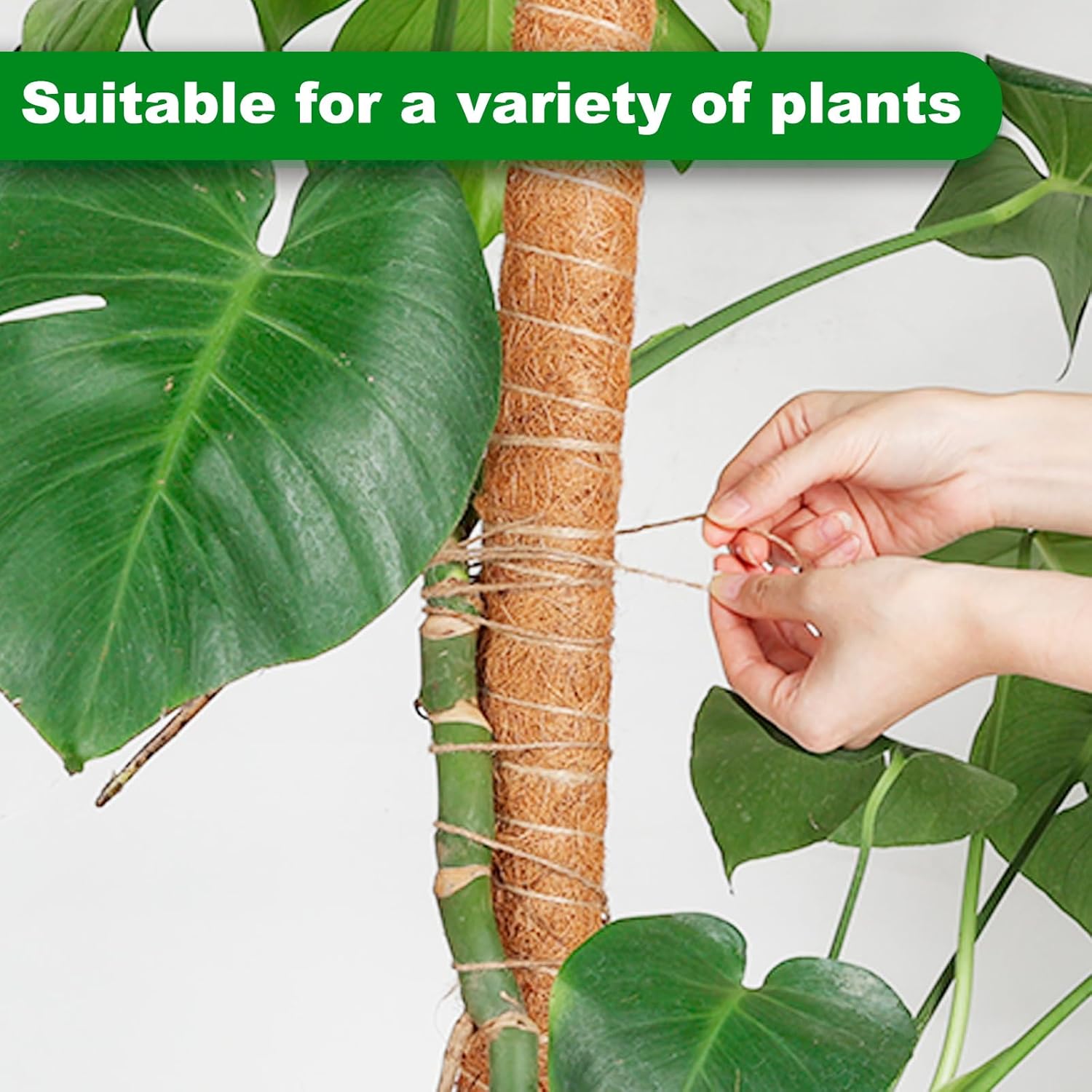 Joyhalo Poste de musgo para plantas, paquete de 2 estacas de soporte para plantas Monstera de 24 pulgadas, postes de musgo para plantas trepadoras,