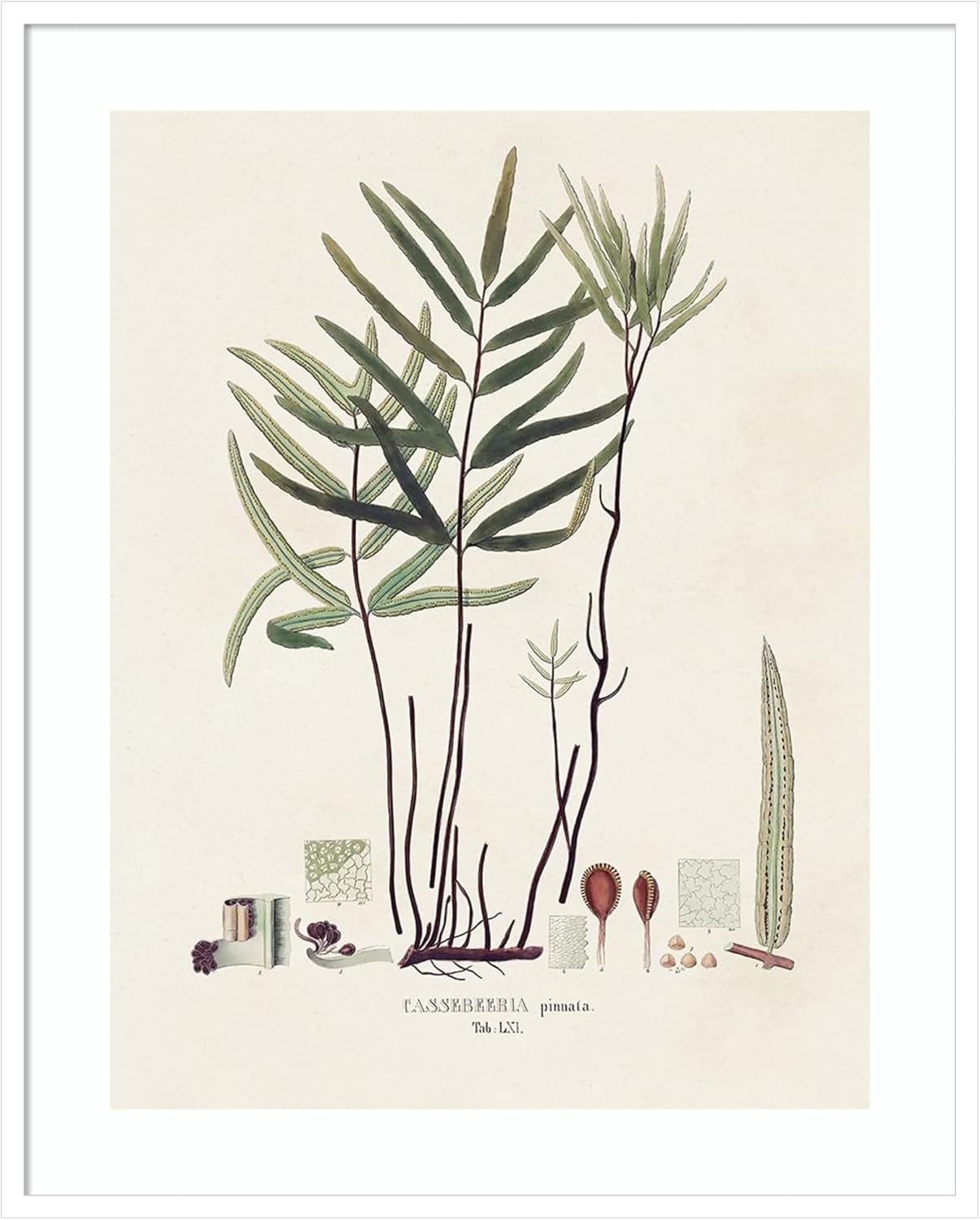 Amanti Art Framed Wall Art Print (33×41) Botanical Society Ferns XI by Vision Studio Framed Poster for Wall Decor, Living Room, Bedroom, Bathroom,
