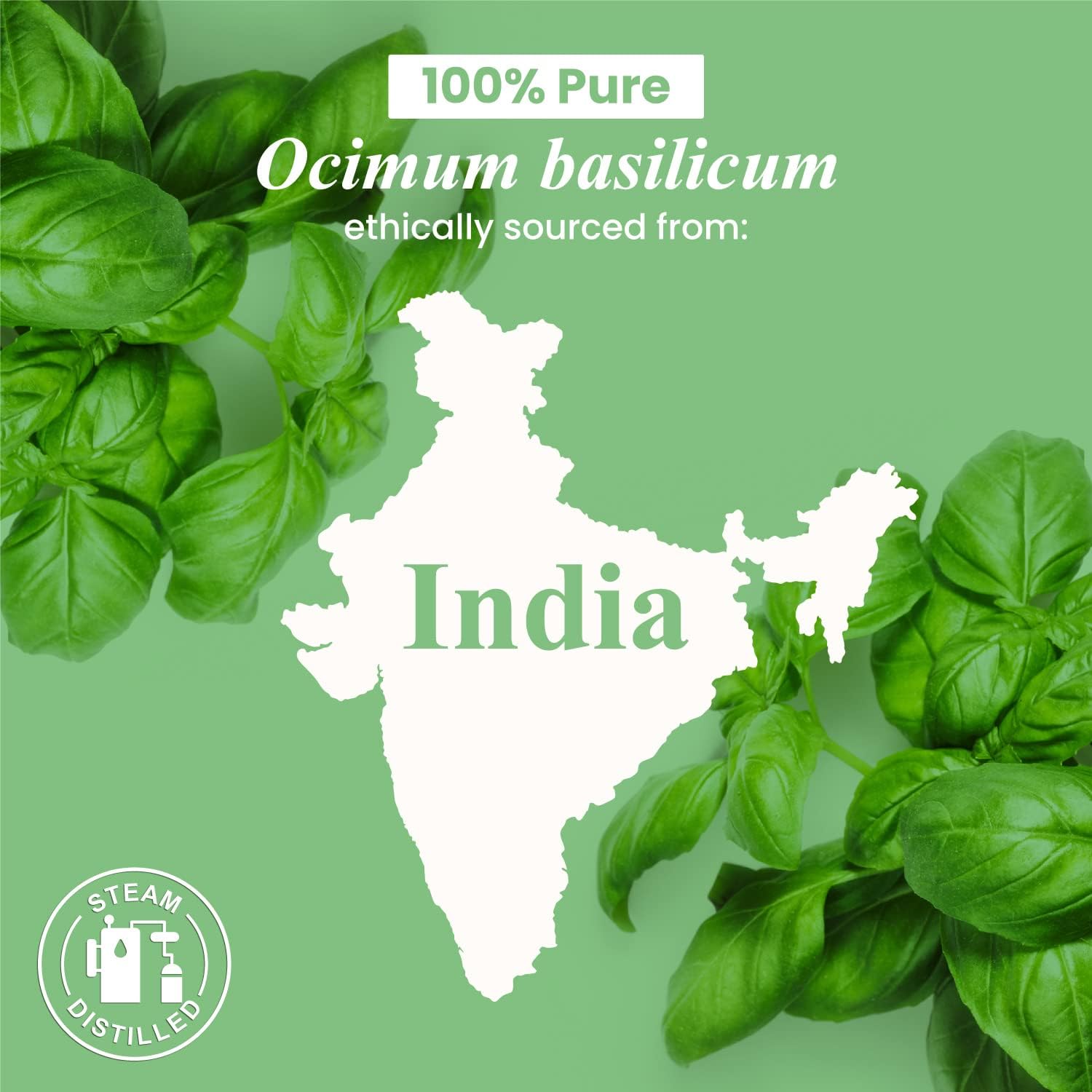 Handcraft Blends – Aceite esencial de albahaca 100% puro y natural, aceite esencial de grado terapéutico de alta calidad para difusor y