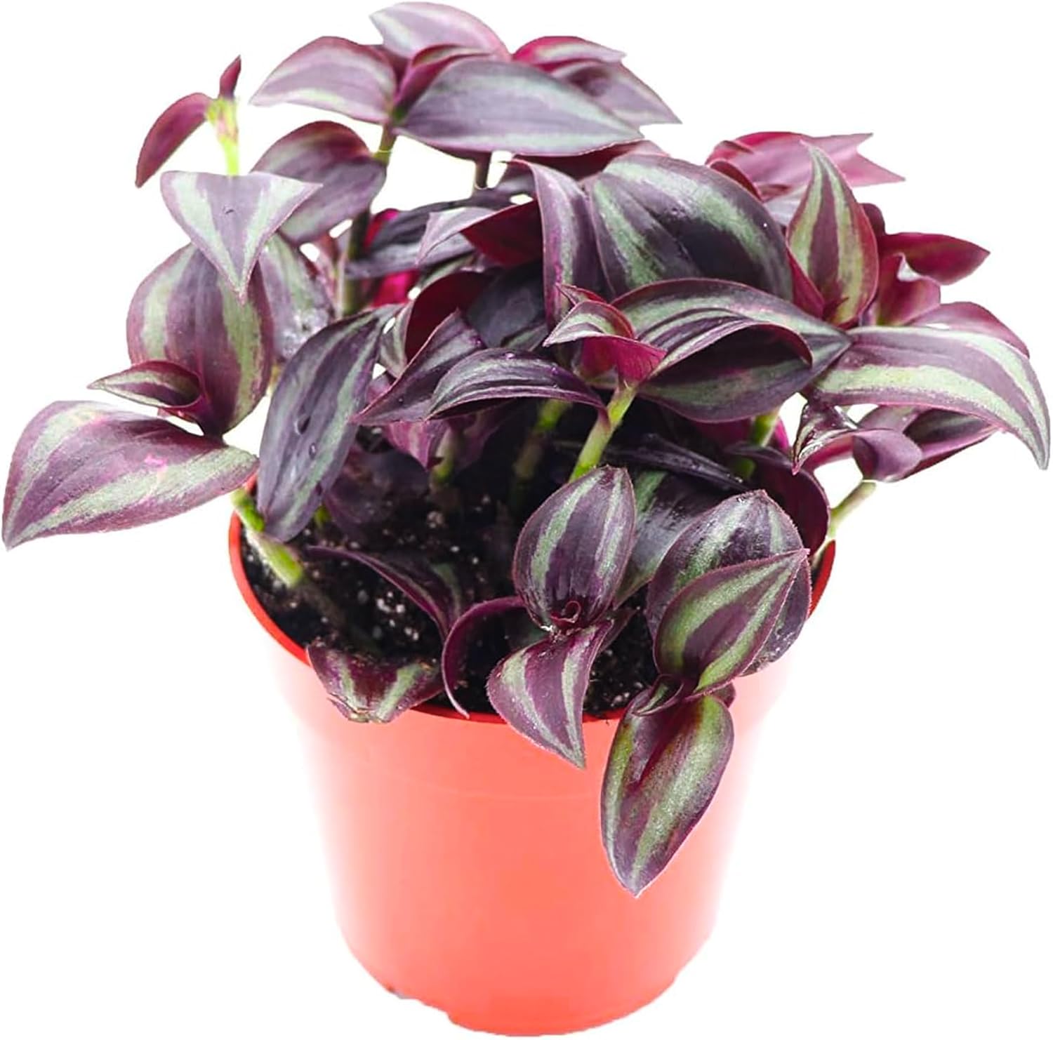 California Tropicals Dark Desire Tradescantia – Plantas de interior únicas de esquina para una fácil purificación del aire en interiores, jardines y