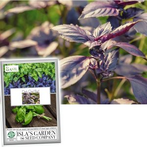 Semillas de albahaca dulce de ópalo oscuro para plantar, más de 500 semillas de hierbas tradicionales por paquete, semillas de jardín de Isla Semillas de albahaca dulce de ópalo oscuro para plantar, más de 500 semillas de hierbas tradicionales por paquete, semillas de jardín de Isla