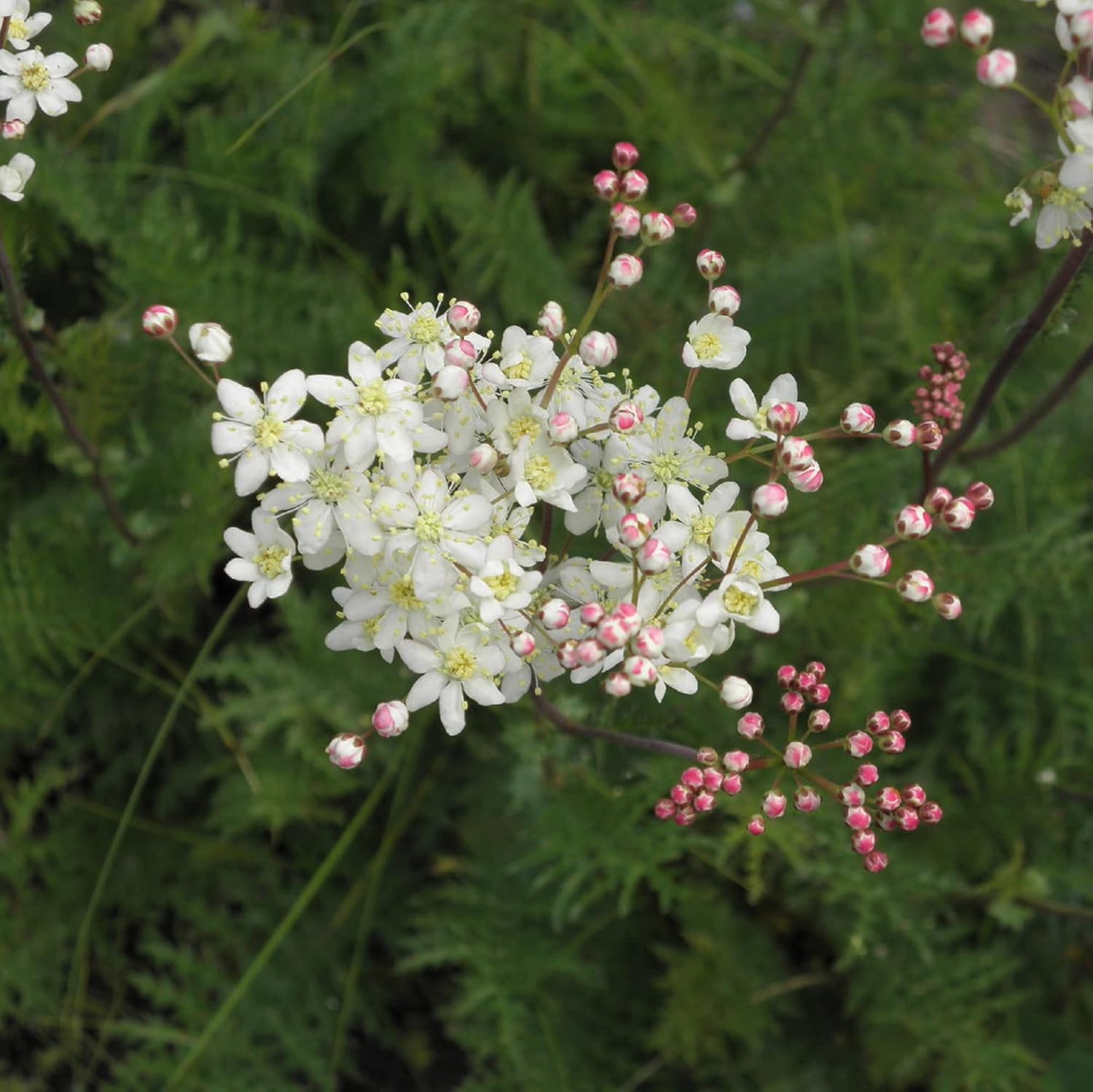 CHUXAY GARDEN 30 semillas Filipendula Vulgaris, Dropwort, Dropwort de hoja de helecho, hermosa planta con flores blancas hierba perenne planta de