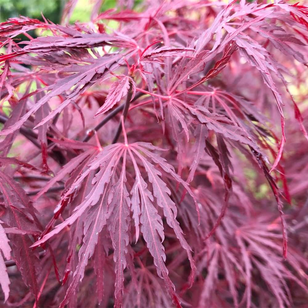 QAUZUY GARDEN 10 semillas de laceleaf llorando arce japonés Laceleaf árbol de arce  Planta colorida y atractiva para casas de jardín, fácil de