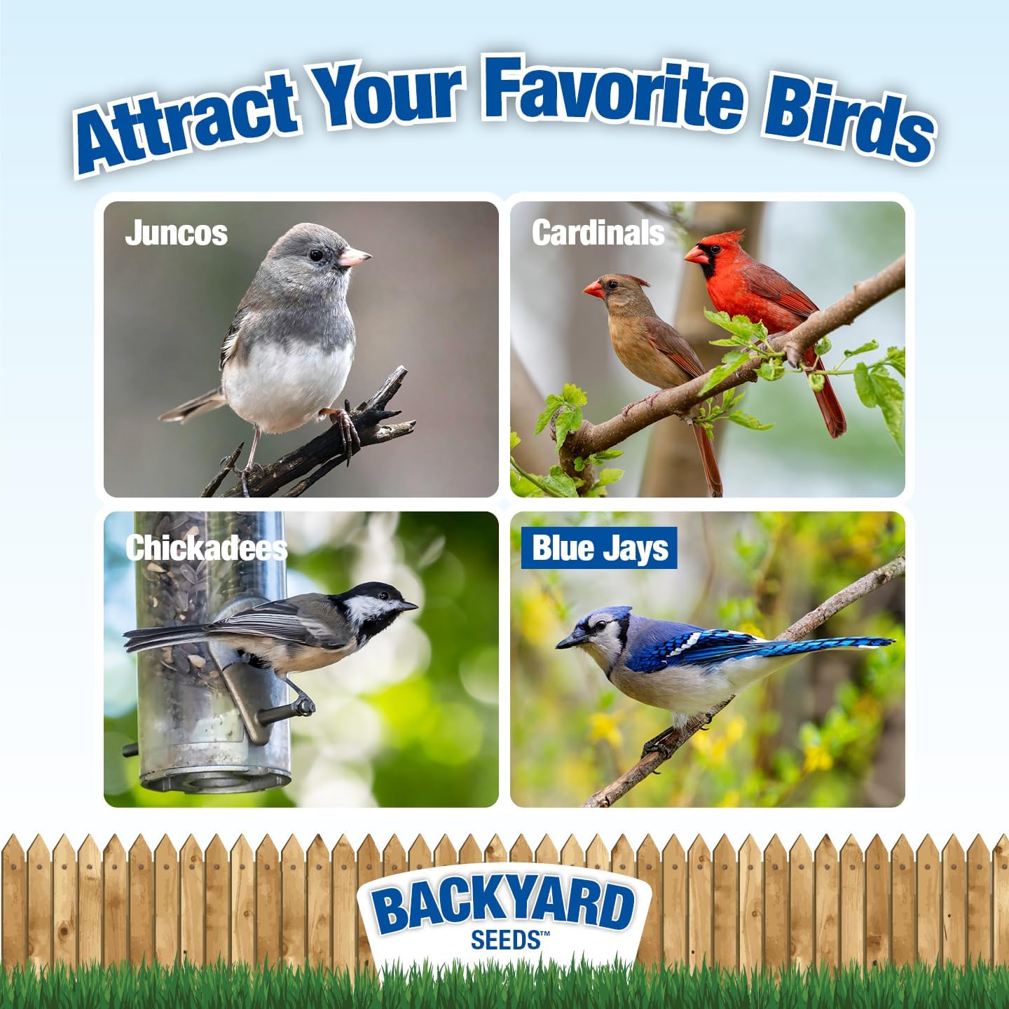 CountryMax Backyard Seeds Aceite de girasol negro para aves silvestres (50 libras)