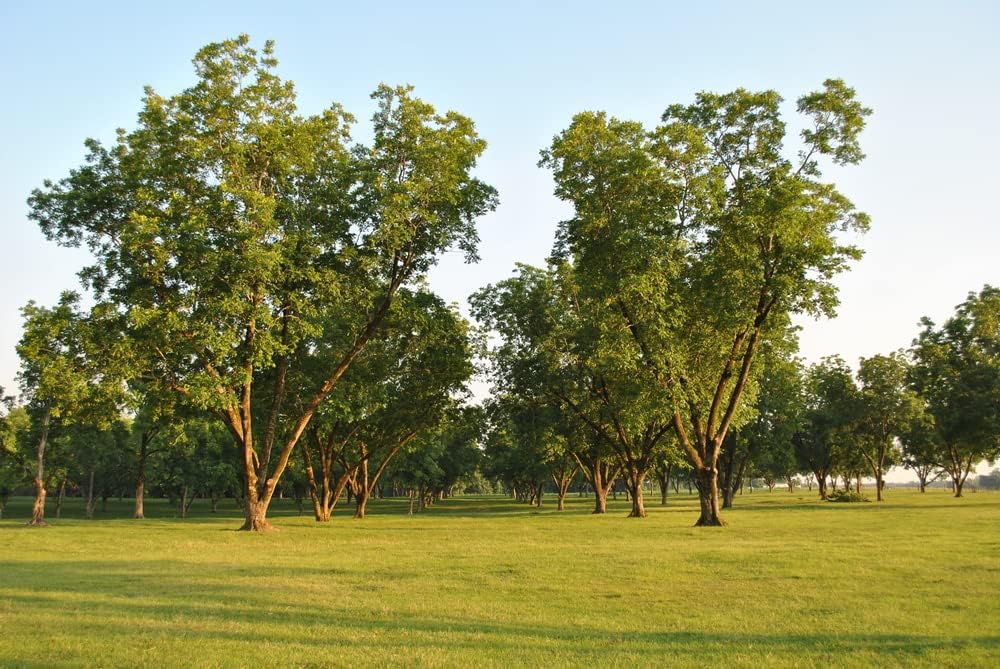 6 semillas de pacana para plantar – Carya illinoinensis