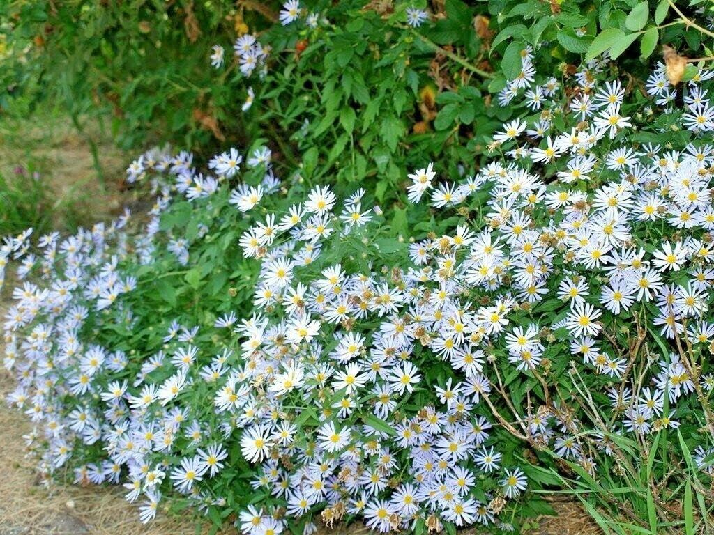 200 Semillas Falsas Aster Semillas MojadasSeas Suelos Pobres Flores de Otoño Jocdw (Semillas)