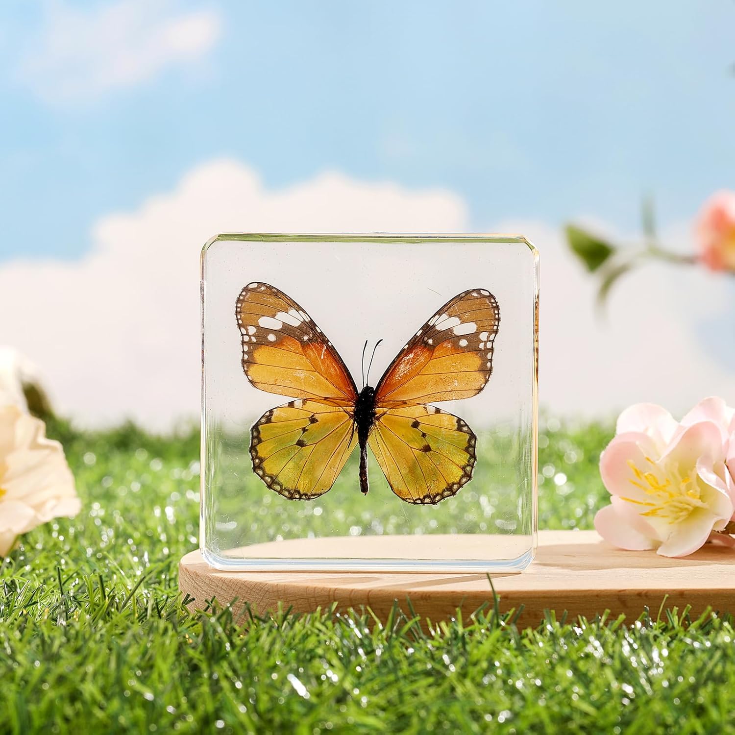 Espécimen de mariposa real recubierto de resina, hermosa taxidermia de mariposa para exhibición y pisapapeles (Danaus Chrysippus 3 x 3 x 0.6