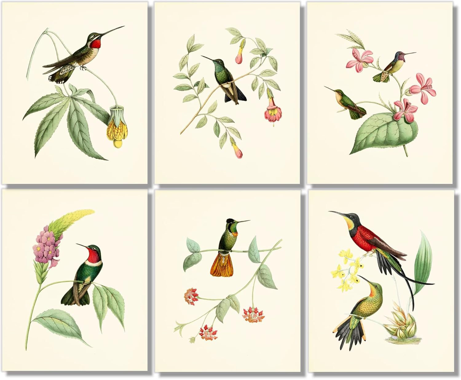 Hummingbird Art Prints – Bird Art – Botanical Wall Decor – Vintage Wall Decor- Humming Birds With Botanical Plants Pictures – Unframed (11×14)