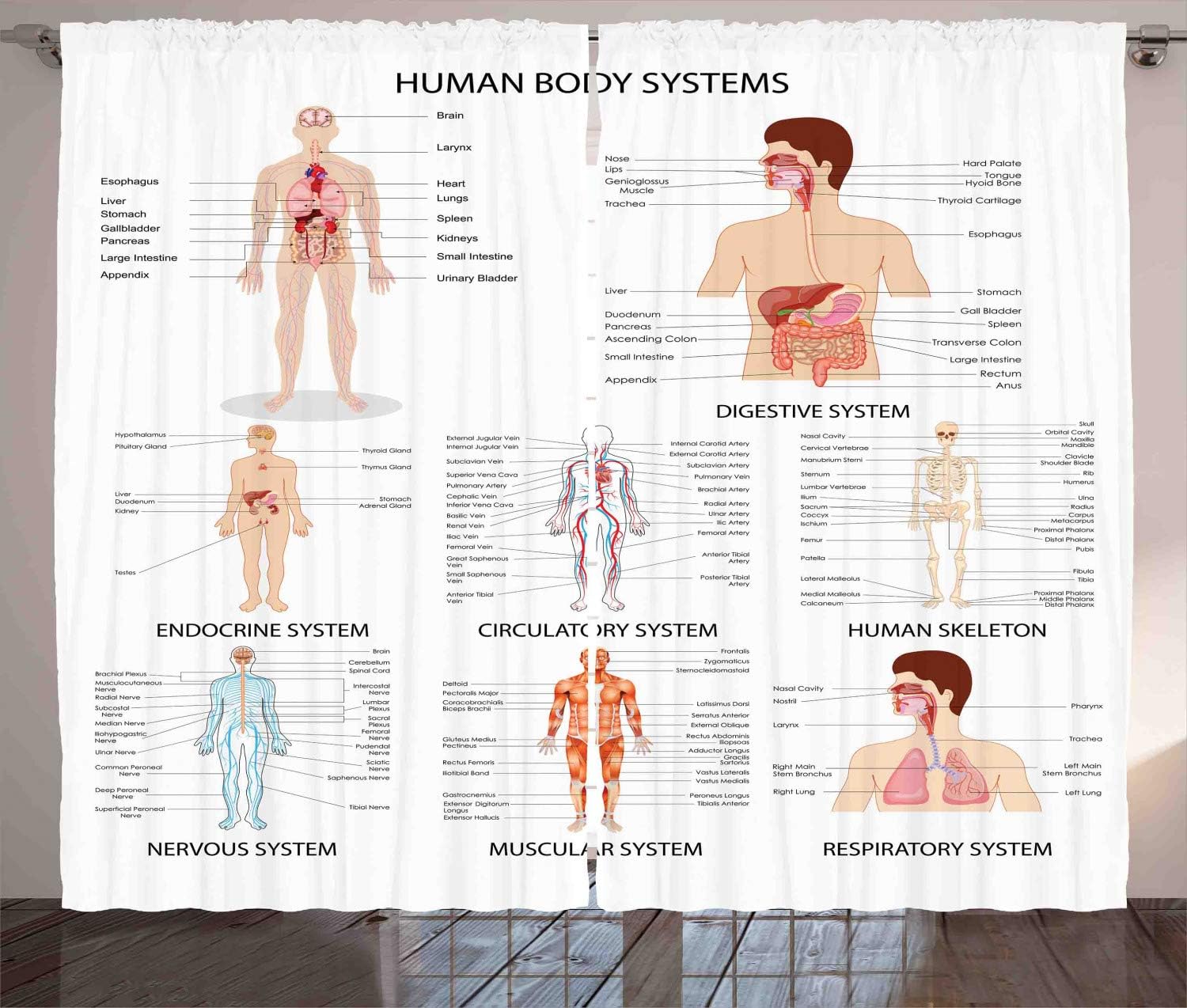 Ambesonne Cortinas de anatomía humana, gráfico de órganos, estructuras corporales, esquemas de dibujos animados temáticos de biología, cortinas de