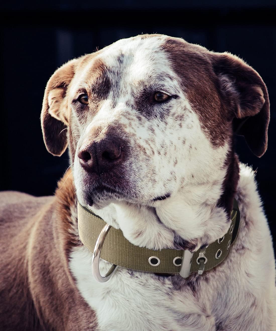 Collar de perro para perros grandes, collares tácticos de 2 pulgadas de ancho con asa para perros de raza extragrande, camuflaje militar,