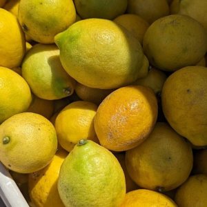 Limones orgánicos de 5 libras Temecula recién cosechados CA sin pulverizar sin encerar Limones orgánicos de 5 libras Temecula recién cosechados CA sin pulverizar sin encerar