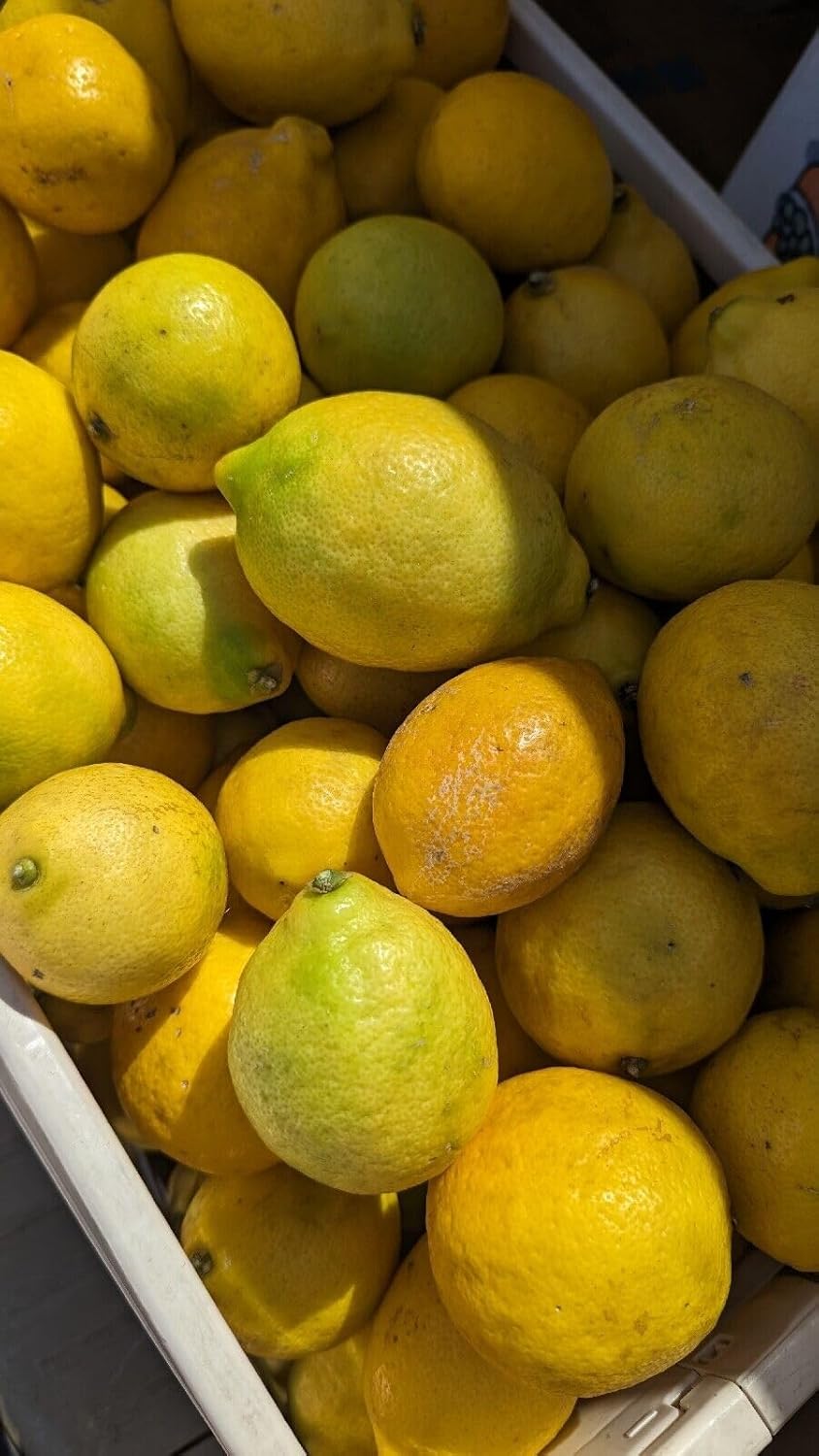 Limones orgánicos de 5 libras Temecula recién cosechados CA sin pulverizar sin encerar