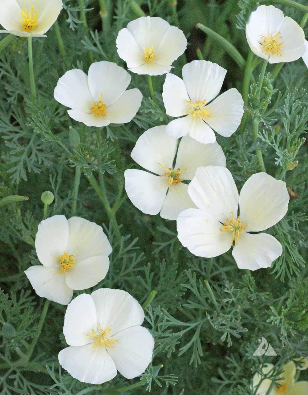Semillas blancas de amapola de California para plantar “Ivory Castle”, más de 1000 semillas por paquete, semillas de jardín de Isla (semillas de