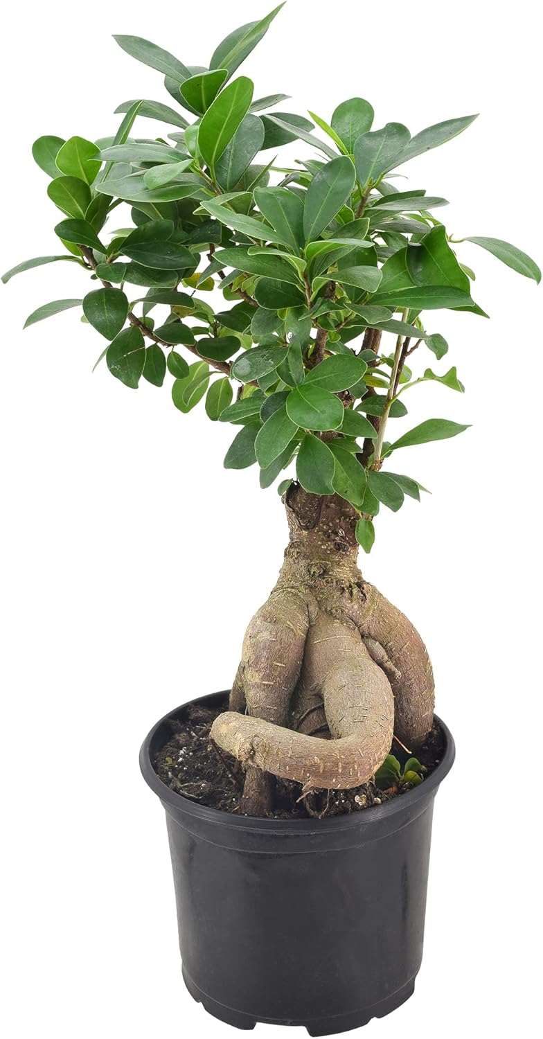 Arcadia Garden Products LV62 Ginseng Ficus – Planta bonsái de interior en maceta de plástico de 6 pulgadas, 6 pulgadas, color verde, no se puede