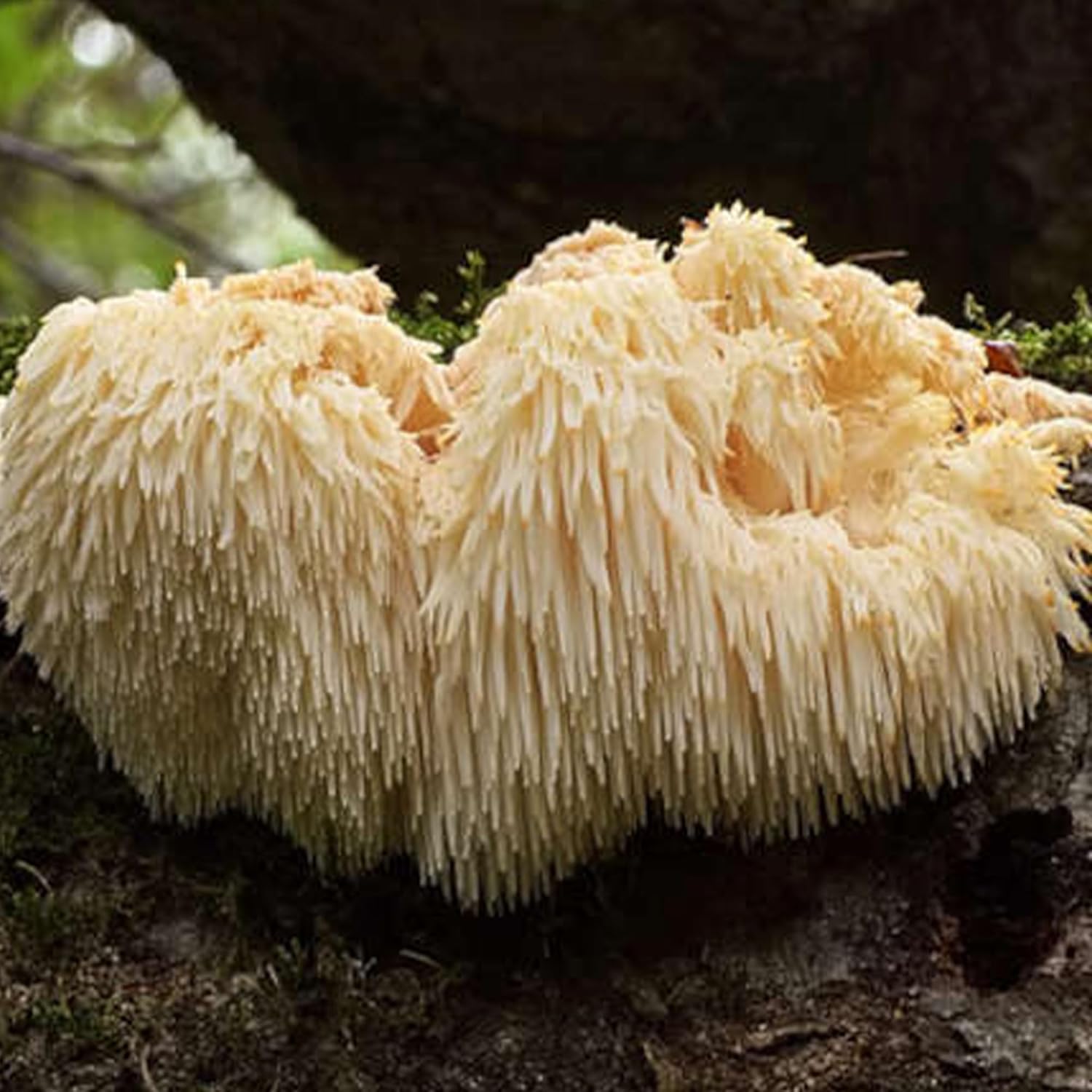 Earthborn Elements Lion’s Mane 200 cápsulas, puras y sin diluir, sin aditivos