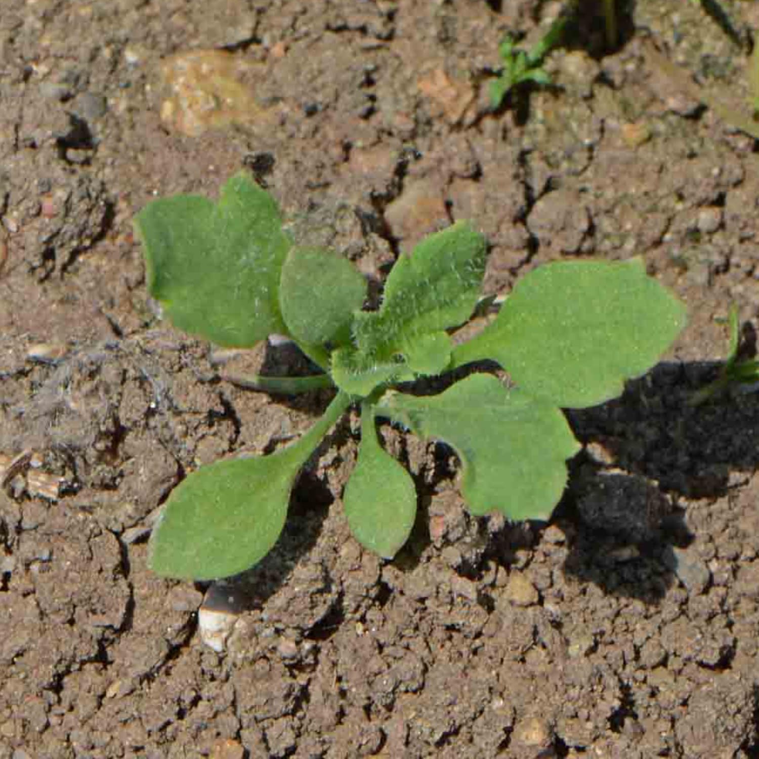 Seed Needs, Semillas de amapola roja  10,000 semillas tradicionales para plantar papaver rhoeas  Amapola de maíz anual que atrae mariposas al jardín