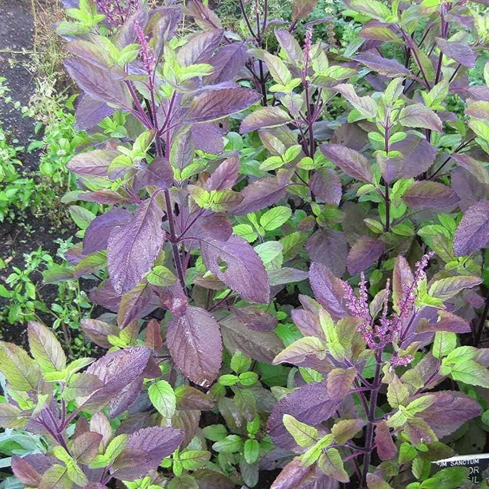 QAUZUY GARDEN 200 semillas de albahaca sagrada roja, Krishna Tulsi Tulasi, Ocimum Sanctum – Semillas de hierbas tradicionales sin OMG – Semillas