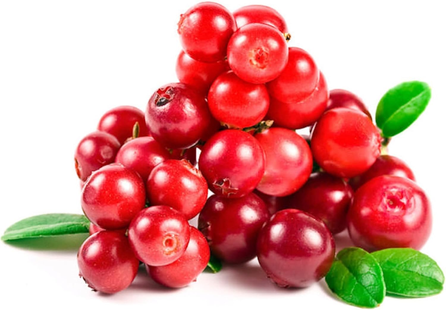 QAUZUY GARDEN Semillas – 100 semillas de arándano rojo Vaccinium Vitis-Idaea Mountain Cranberry Partridgeberry, sin OMG, perenne, resistente,