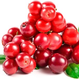 QAUZUY GARDEN Semillas – 100 semillas de arándano rojo Vaccinium Vitis-Idaea Mountain Cranberry Partridgeberry, sin OMG, perenne, resistente, QAUZUY GARDEN Semillas – 100 semillas de arándano rojo Vaccinium Vitis-Idaea Mountain Cranberry Partridgeberry, sin OMG, perenne, resistente,