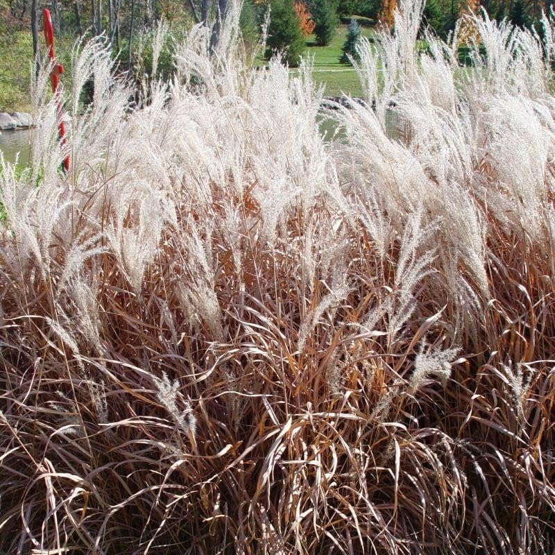 CHUXAY GARDEN Hierba perenne resistente a la llama Jocad Miscanthus Purpurascens Miscanthus Sinensis Hierba ornamental para todas las estaciones,