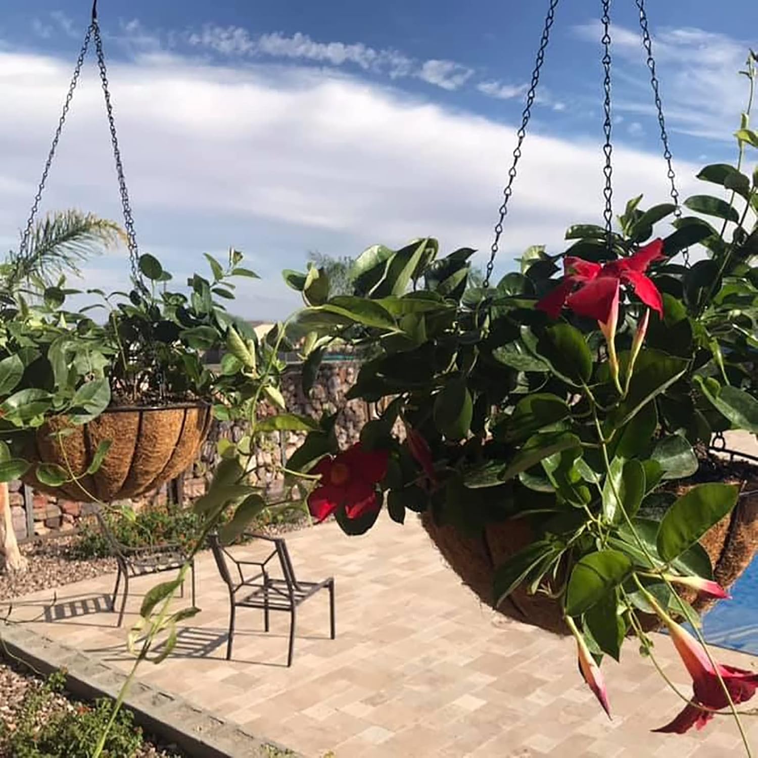 Macetas colgantes de metal al aire libre (paquete de 4, 10 pulgadas) cestas colgantes para plantas con cadena redonda de alambre para plantas con