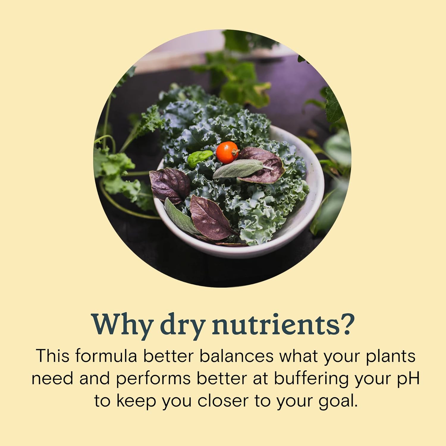 Rise Gardens Dry Sprout Nutrient  Nutrientes hidropónicos y alimentos vegetales para el crecimiento de plantas de interior, nutrientes secos, 1.06 oz