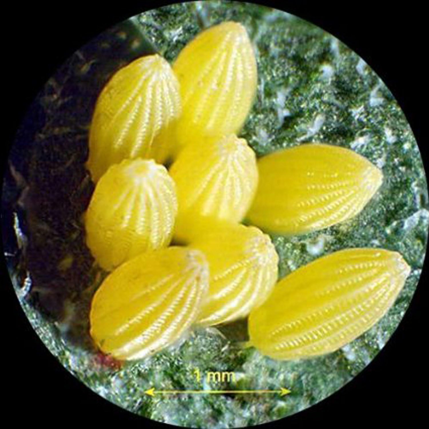 AmScope Cámara de microscopio USB 2.0 de 1.3 MP con lente de reducción + software + 2 adaptadores de montaje (Windows XPVista7810Mac OS XLinux)