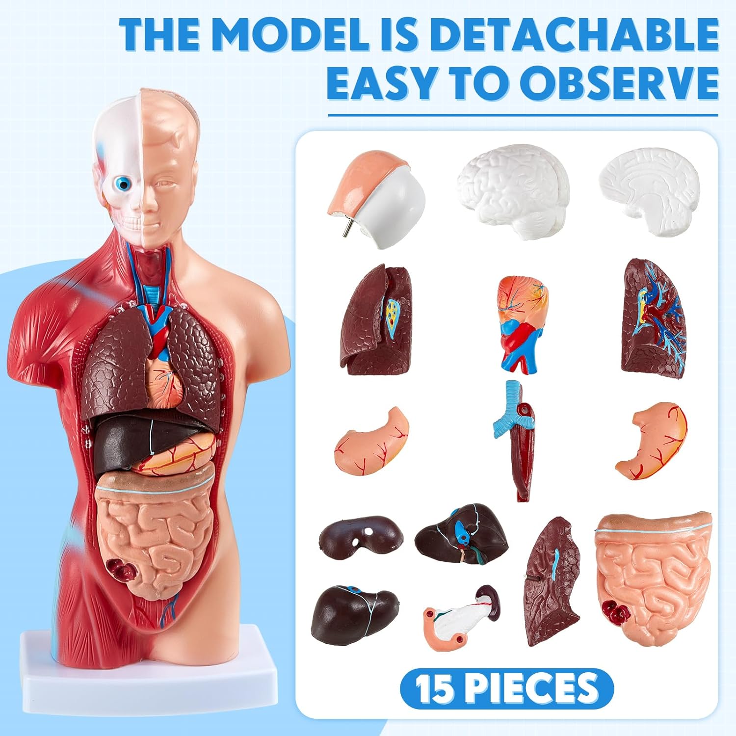 4 piezas de cuerpo humano, esqueleto, globo ocular de corazón, modelo anatómico desmontable de anatomía conjunto de piezas 3D científicas extraíbles