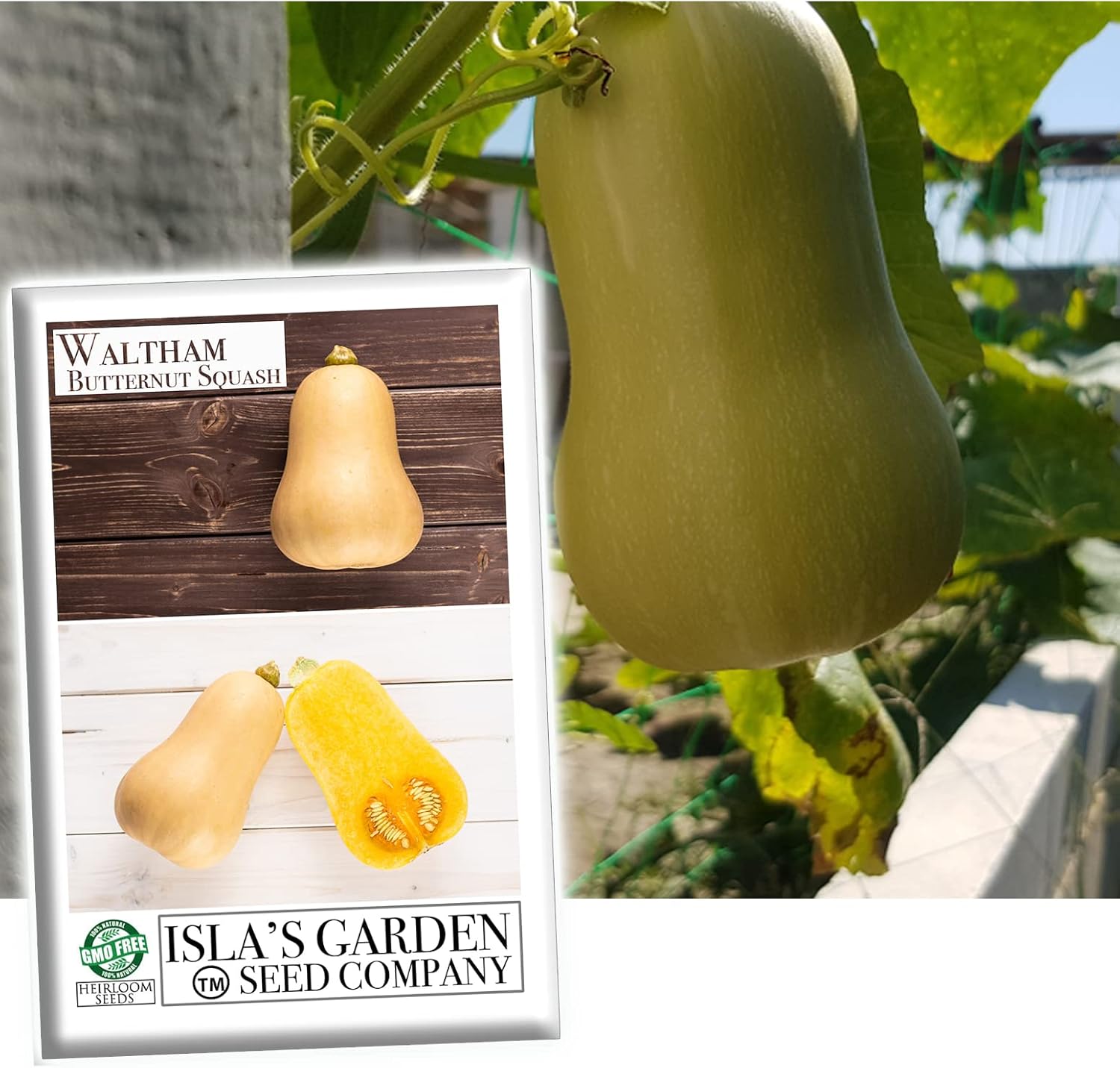 Waltham – Semillas de calabaza de invierno Butternut para plantar, más de 50 semillas tradicionales por paquete, semillas de jardín de Isla