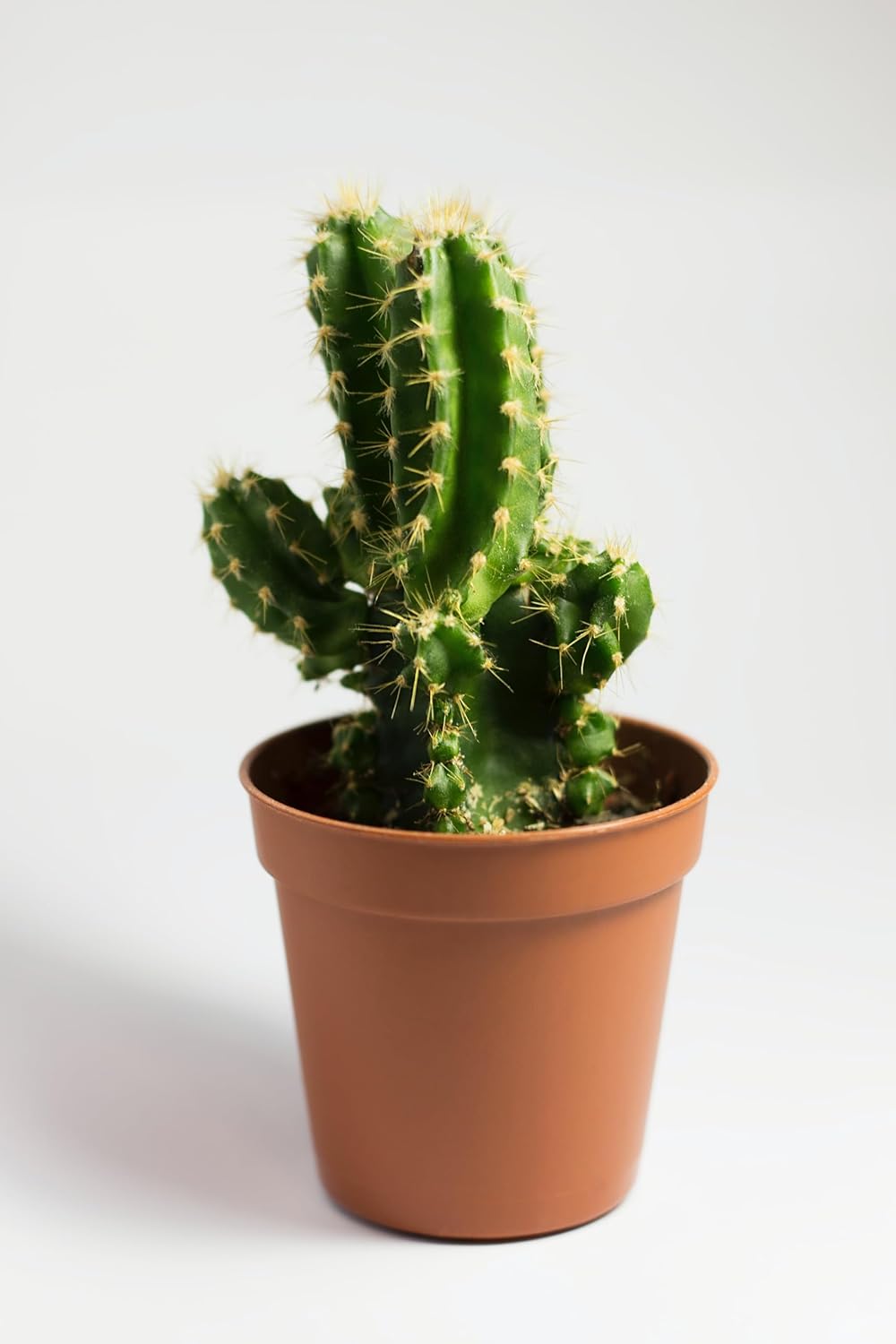 Fertilizante para plantas de interior y plantas de interior ( libra)  Gránulos de fertilizante 100% natural para plantas en macetas  Fertilizante