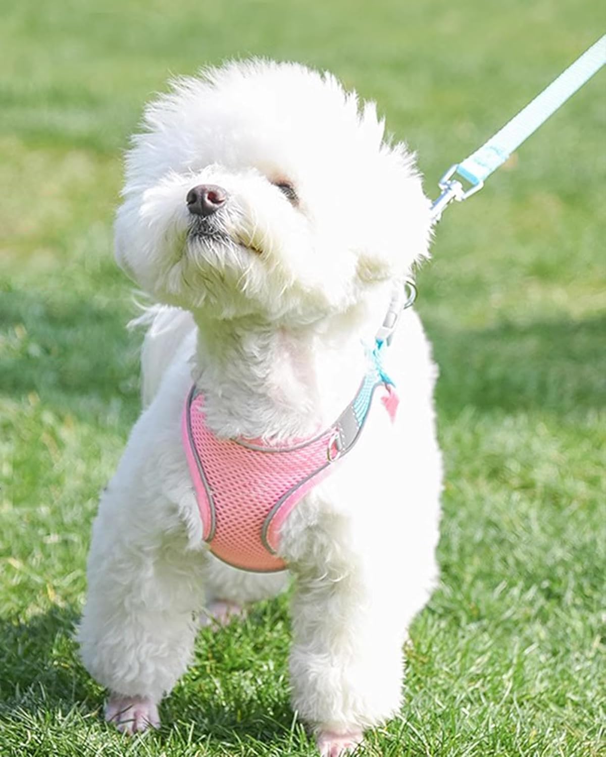 Solmoony Arnés para perro para perros pequeños y medianos, fácil de poner, arnés de malla suave y juego de correa para gatitos y cachorros, arnés