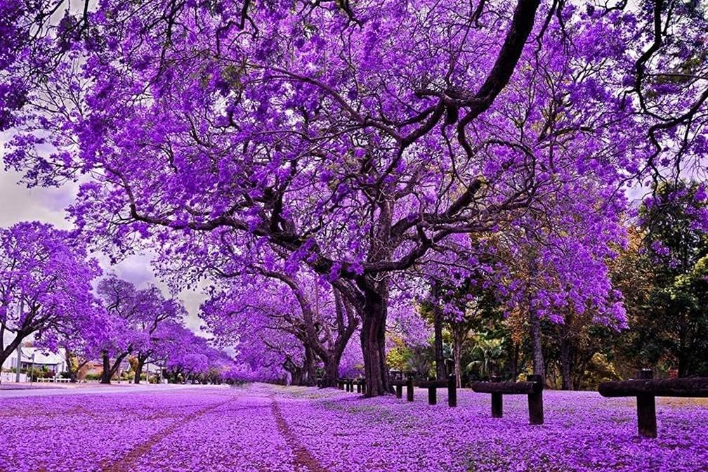 SAVOIR Semillas de árbol de Jacaranda 100PCS Semillas Jacaranda Mimosifolia Azul Púrpura Semillas de árbol de flores