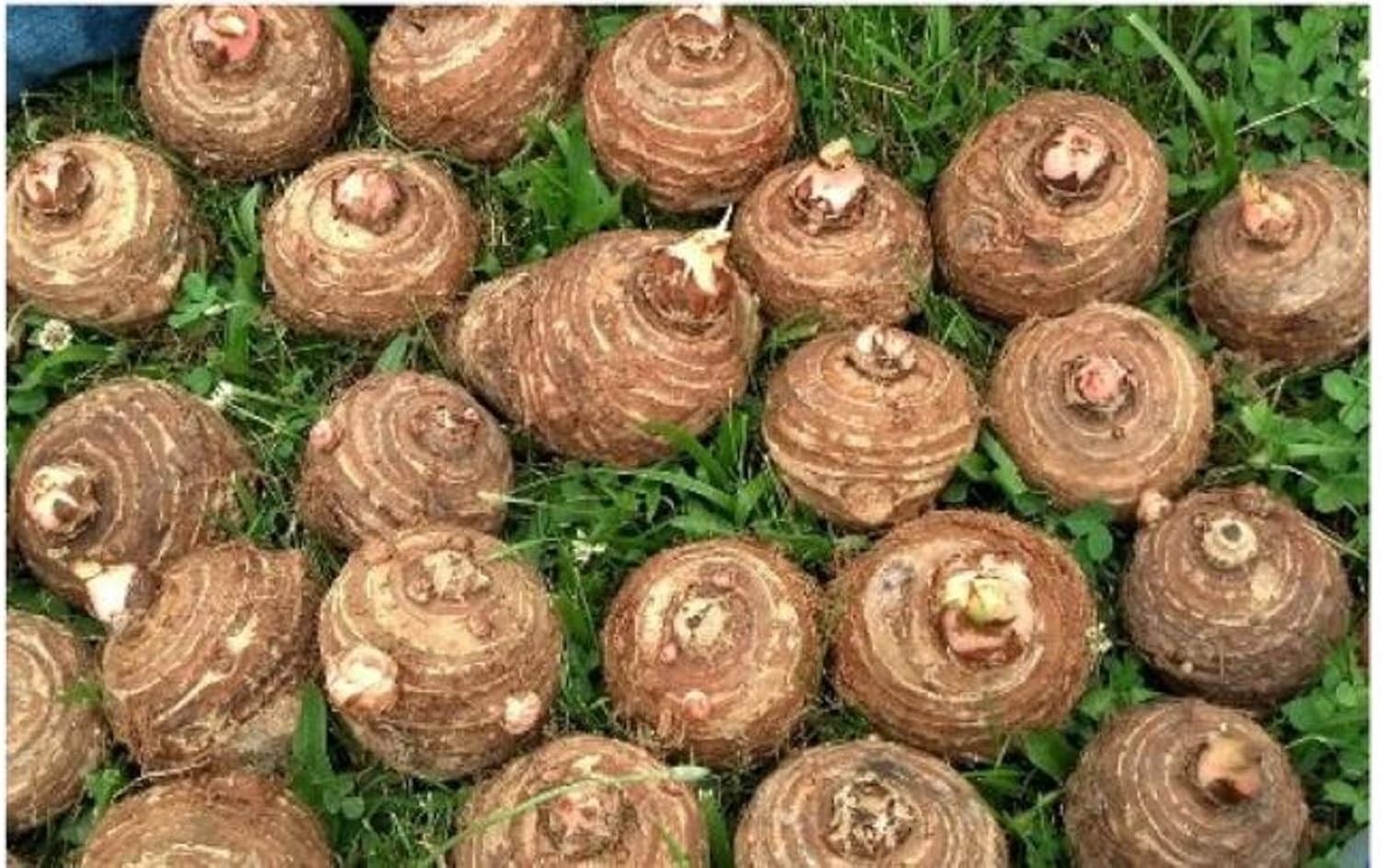 5 Bombillas Live Colocasia Esculenta Elefante Oreja Taro Gabi Kalo Eddo #TSMN